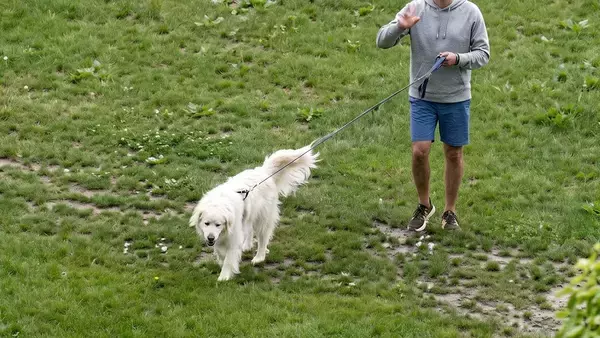 出産間近の女性が病院の窓から外を見ると愛犬の姿が！義父の粋なサプライズ