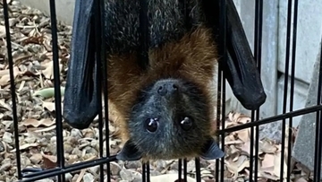 ちいっす！巨大コウモリが柵にぶら下がって犬を絶賛観察中