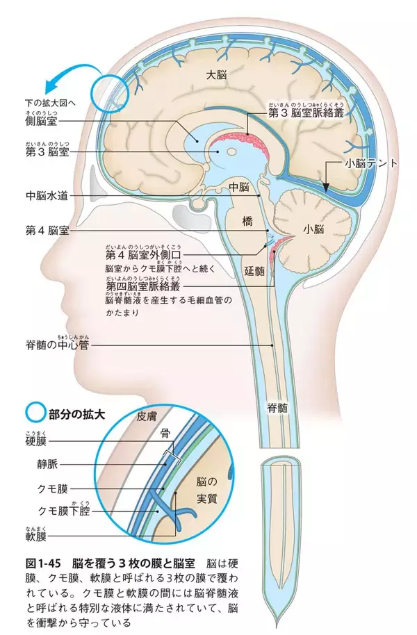「「脳」は驚きに満ちている！　ニューロン、海馬など基本から最新研究まで」の画像