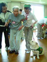 寝たきりのお年寄りが奇跡のように歩き出す！　元・捨てられワンコのセラピードッグが癒しのお手伝い