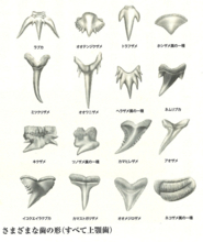 ジョーズだけがサメではない。4億年の進化を経た、謎に満ちたサメの世界