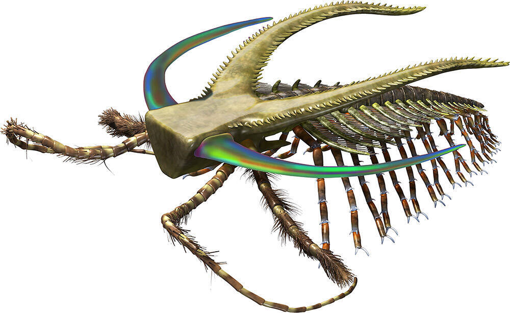 深海生物 恐竜 王蟲ファン必見 地球最古の王 アノマロカリスが可愛すぎる 17年6月30日 エキサイトニュース 2 6