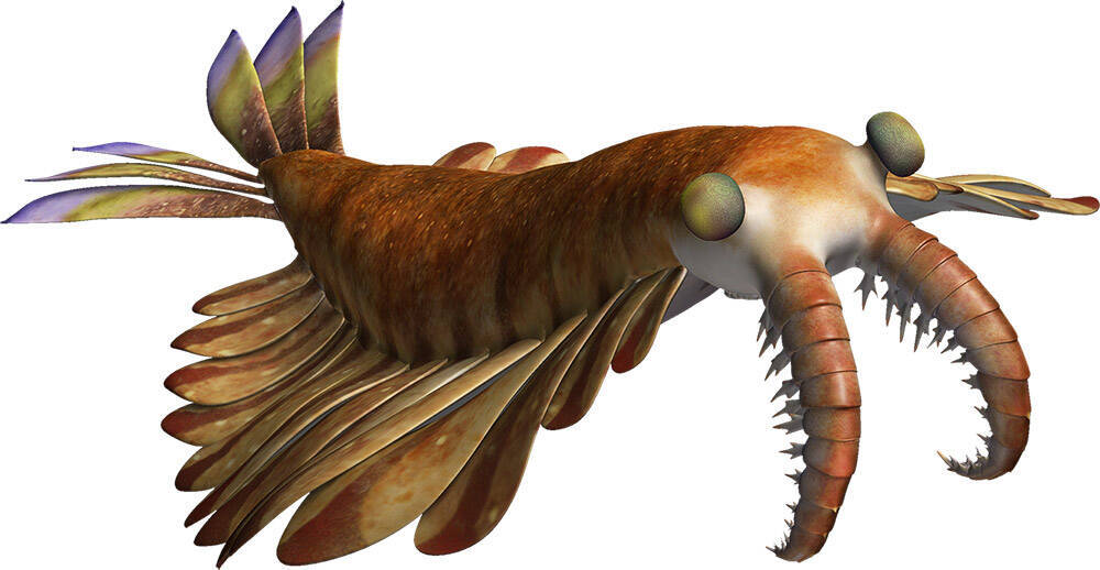 深海生物 恐竜 王蟲ファン必見 地球最古の王 アノマロカリスが可愛すぎる 17年6月30日 エキサイトニュース 3 6