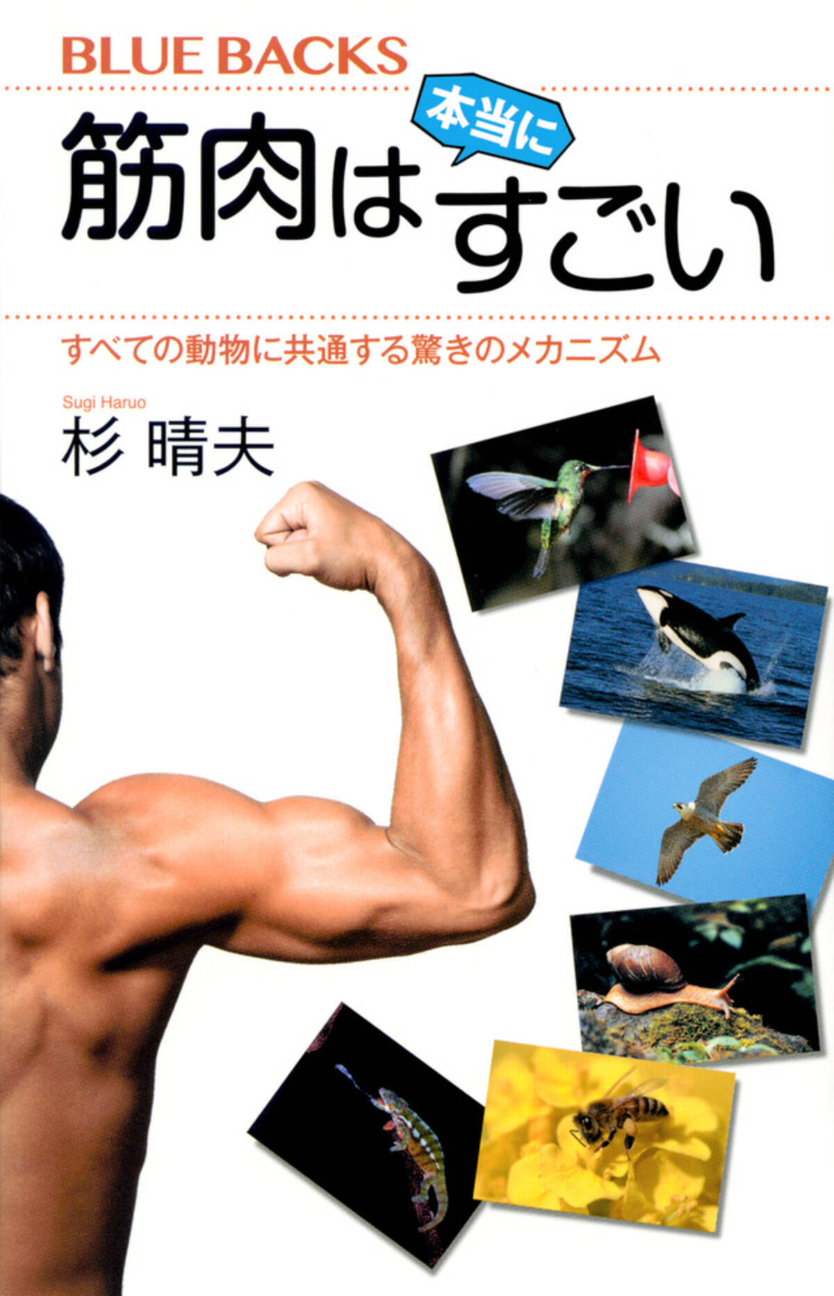 健康寿命を延ばす 筋肉 その驚きのメカニズム 生命現象に迫る 18年10月19日 エキサイトニュース