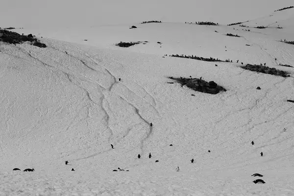 「地球最後の秘境＝動物の氷の楽園から温暖化を考える『南極ダイアリー』」の画像