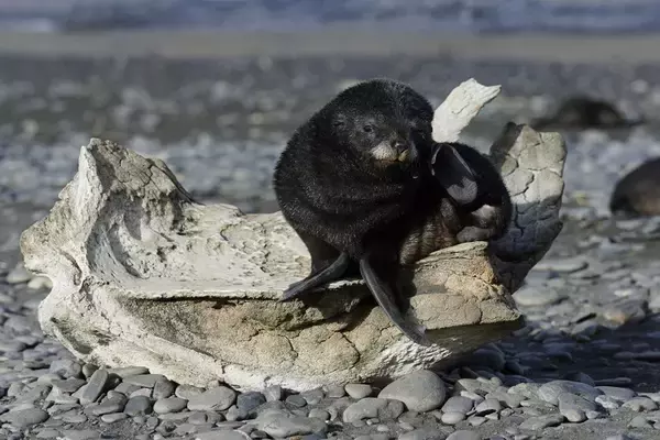 「地球最後の秘境＝動物の氷の楽園から温暖化を考える『南極ダイアリー』」の画像