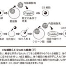 iPS細胞、世界初の実用化へ！　医療革命を起こすであろう再生医療と創薬の未来