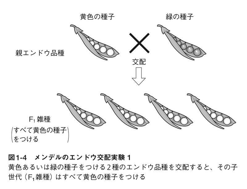 「遺伝子はDNA」が揺らぎ始めた！　RNA発見がますます遺伝子の謎を深める!?