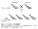 「「遺伝子はDNA」が揺らぎ始めた！　RNA発見がますます遺伝子の謎を深める!?」の画像2