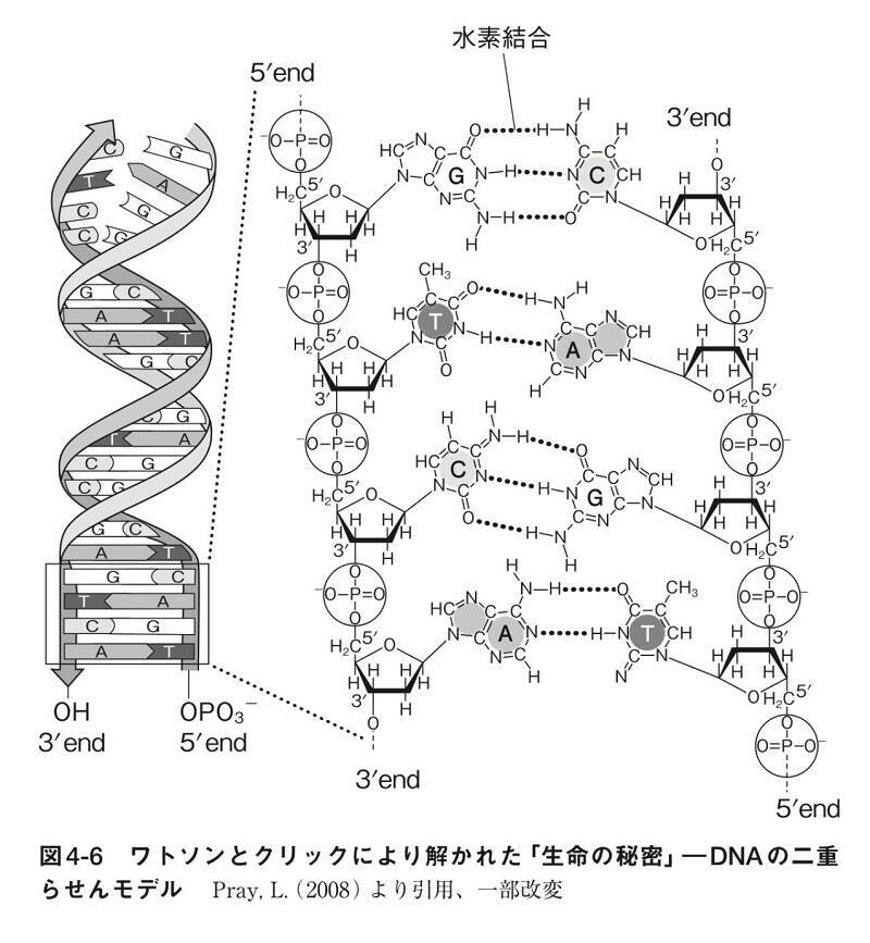 「遺伝子はDNA」が揺らぎ始めた！　RNA発見がますます遺伝子の謎を深める!?
