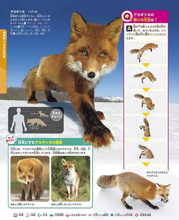 【究極の新図鑑】大迫力の生態写真とイラストで生きものに興味がわく！　動く図鑑MOVE「動物」