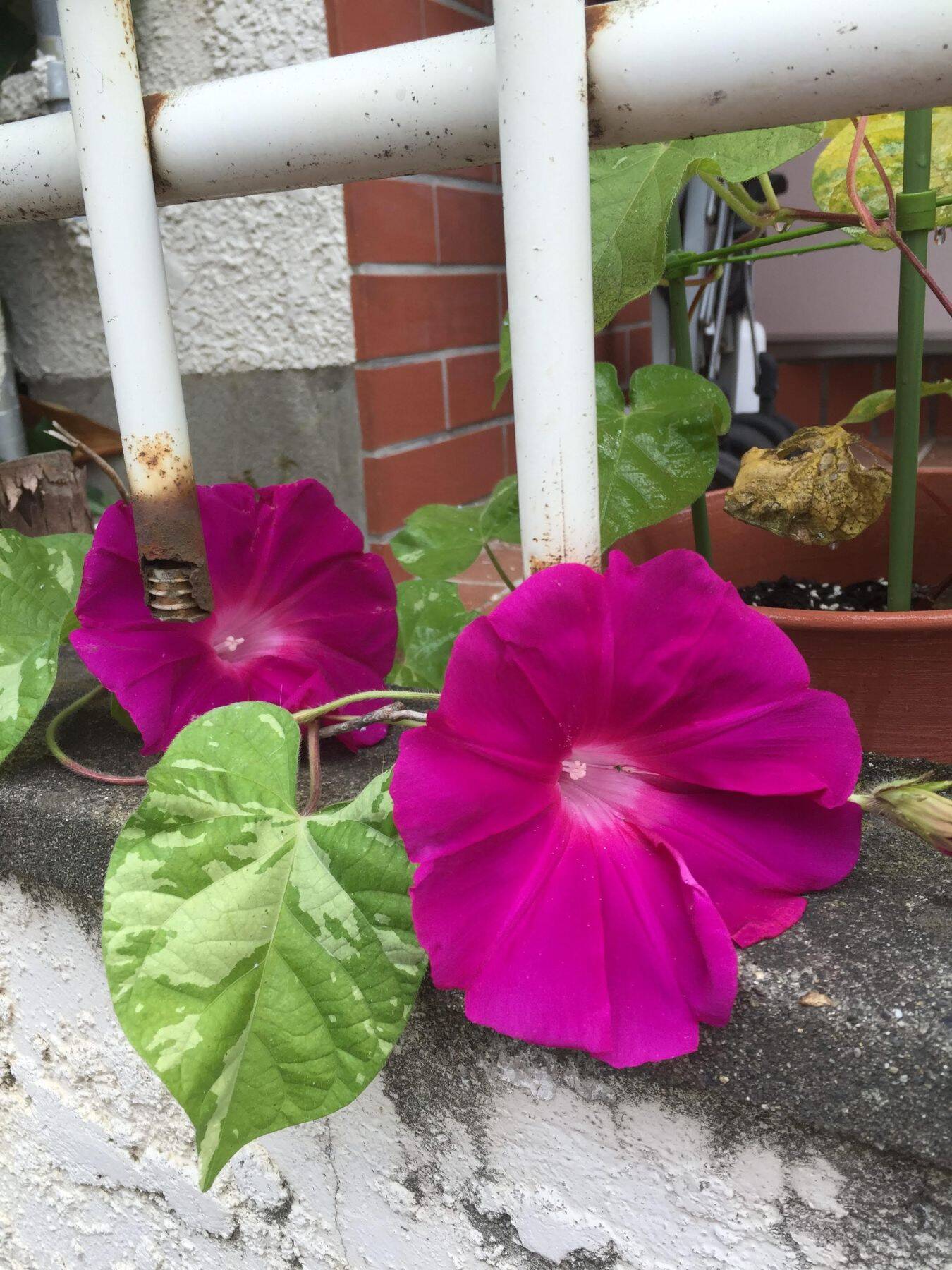 人ではないと知りながら離れられない……化け物に魅入られた男の執着の旅路『あやし道連れ』