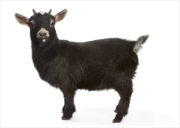 山羊座男性 の特徴と恋愛傾向を知ろう 山羊座男性が好む女性のタイプとは 16年11月9日 エキサイトニュース