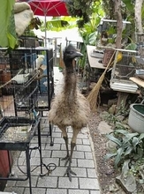 移動動物園でエミュー脱走、捕獲　滋賀、過去にカンガルーなども