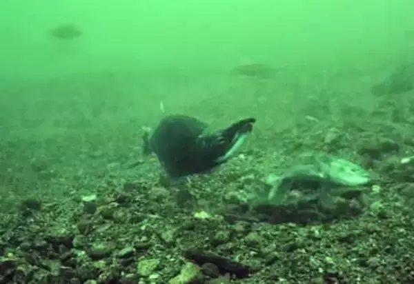 「奇跡の魚」産卵、撮影に初成功　クニマス、山梨・西湖だけ生息