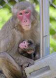 「赤ちゃんザル「ミラノ」と命名　大分・高崎山、冬季五輪にちなみ」の画像1