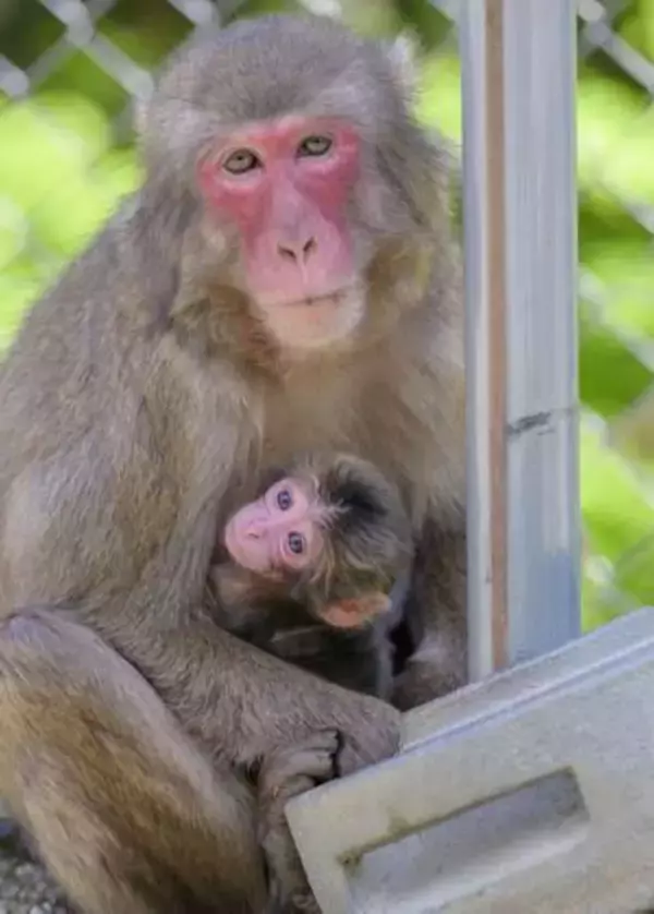 赤ちゃんザル「ミラノ」と命名　大分・高崎山、冬季五輪にちなみ