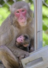 赤ちゃんザル「ミラノ」と命名　大分・高崎山、冬季五輪にちなみ