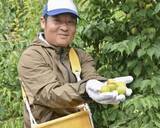 「南高梅の収穫最盛期、品質良好　和歌山南部」の画像1
