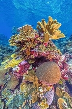 造礁サンゴ44％が絶滅危機　温暖化原因、IUCN