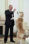 【独自】プーチン大統領の秋田犬死ぬ　県が贈呈の「ゆめ」、昨年高齢で