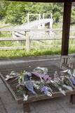 「橋から転落時、被告が「押した」　有罪確定の受刑者証言、旭川地裁」の画像1