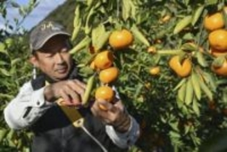 甘い「木熟ミカン」最盛期　和歌山・田辺