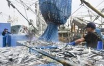 26年サンマ枠、9.1万トン　4.3％減、影響は限定的