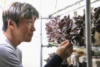 新型コロナで倒産危機、キクラゲ栽培で活路　埼玉のタクシー会社、肉厚な純国産が好評