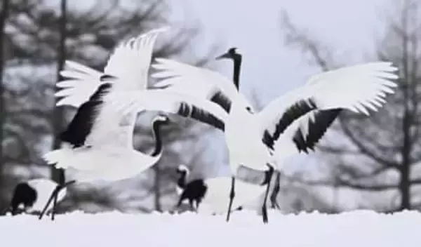 メガソーラー阻止に寄付8千万円　北海道鶴居村、土地取得へ