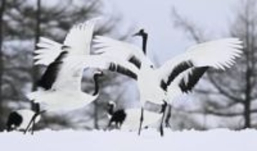 メガソーラー阻止に寄付8千万円　北海道鶴居村、土地取得へ