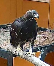 ニホンイヌワシ再び大空へ　宮城、飼育下から全国初