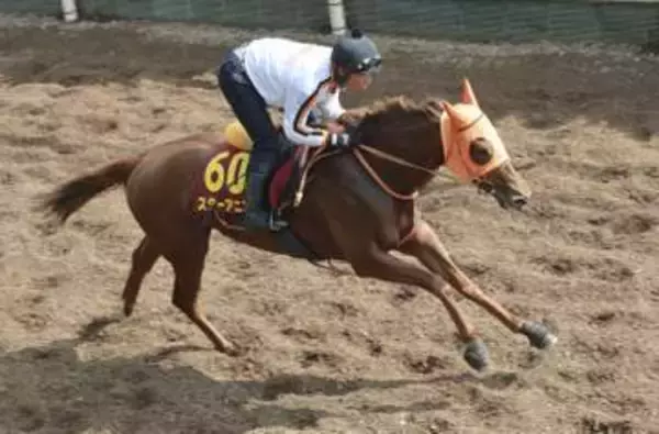 スターアニスが順調な仕上がり　競馬のオークス追い切り