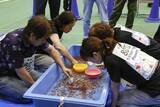 「奈良で全国金魚すくい大会　大阪の小5男児、73匹で連覇」の画像1