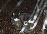 「猫の生態系対策案撤回へ　被害防止リスト変更せず」の画像1