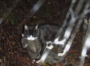 猫の生態系対策案撤回へ　被害防止リスト変更せず
