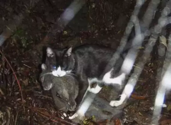 猫の生態系対策案撤回へ　被害防止リスト変更せず