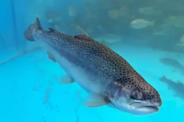 陸上養殖サーモンの提供開始　JR四国、愛媛県内外の飲食店に