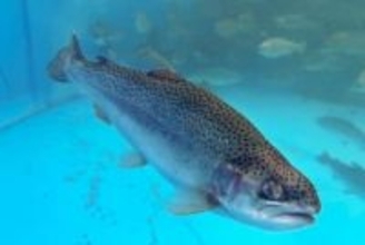 陸上養殖サーモンの提供開始　JR四国、愛媛県内外の飲食店に