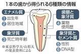 「歯1本から身元6情報取得　災害犠牲者の特定期待」の画像1