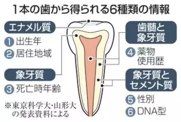 歯1本から身元6情報取得　災害犠牲者の特定期待