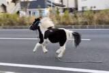 「ポニーが神奈川の国道1号疾走　平塚市内の神社を脱走」の画像1