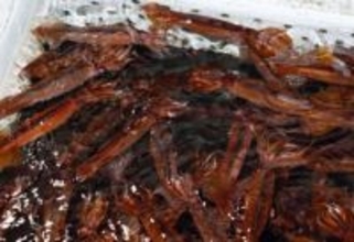 スルメイカ漁獲枠、2.5倍へ　水産庁暫定案、6万8400トン