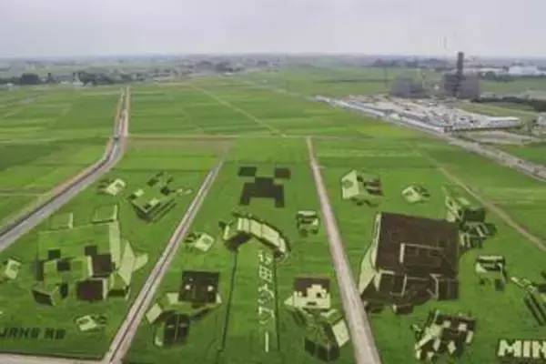 田んぼに「マイクラ」登場　世界最大級のアート、埼玉