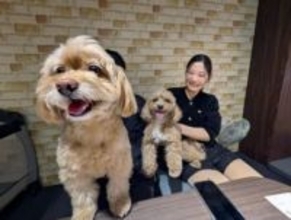 深夜でも人工芝を思い切りダッシュ！　東北一の繁華街・国分町、犬の遊び場人気