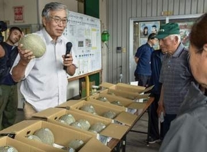 鳥取の大山メロン、本格出荷へ　小ぶりでも糖度は例年以上