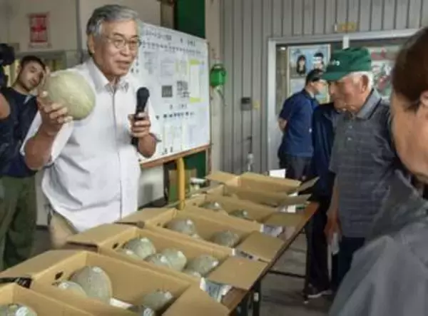 鳥取の大山メロン、本格出荷へ　小ぶりでも糖度は例年以上