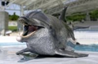 イルカの「オキちゃん」死ぬ　75年沖縄海洋博でショーに出演