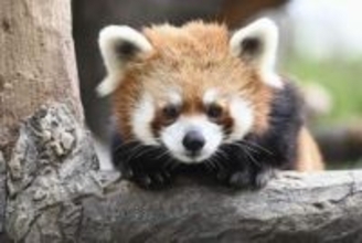 横浜繁華街の動物園、続く模索　改修後の入園料課題