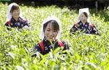 「宇治に「新茶シーズン」到来　八十八夜の新芽摘み、親子ら体験」の画像1